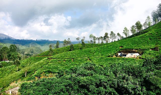 Malankara Cottage Munnar Use Coupon Code Hotels Get 10 Off